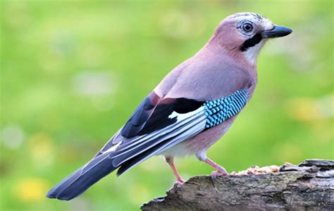 Oma Sex mit einem Schwarzen Schwanz